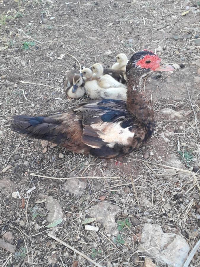 Quinta Da Jolanda-Happy Family Farm Lägenhet Lagos Exteriör bild